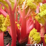 forced-rhubarb