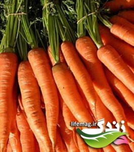 Little Finger Carrot