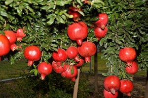 pomegranate-Properties-amazing-ir-3