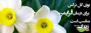 white-and-yellow-narcissus