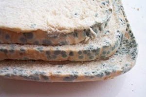 why-do-some-foods-mold